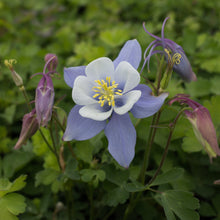 Load image into Gallery viewer, Songbird 'Blue Bird' Columbine
