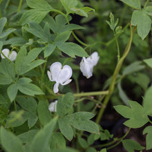 Load image into Gallery viewer, White Bleeding Heart