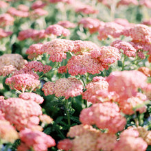 Load image into Gallery viewer, Terra Cotta Common Yarrow