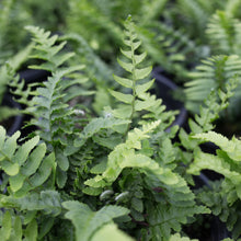Load image into Gallery viewer, Western Sword Fern