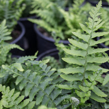 Load image into Gallery viewer, Western Sword Fern