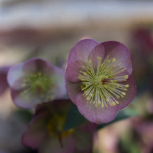 Load image into Gallery viewer, Helleborus Frostkiss® Sally's Shell