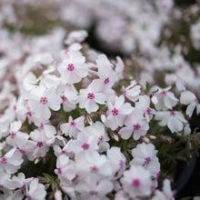Load image into Gallery viewer, Moss Phlox 'Amazing Grace'