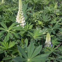 Load image into Gallery viewer, Lupine Popsicle Mix