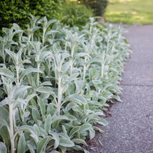 Load image into Gallery viewer, Silver Carpet Lamb's Ear