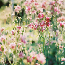 Load image into Gallery viewer, Columbine 'Nora Barlow'