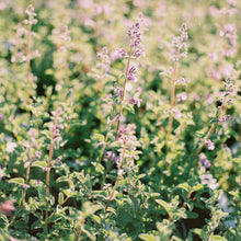 Load image into Gallery viewer, Nepeta 'Walker's Low' Catmint