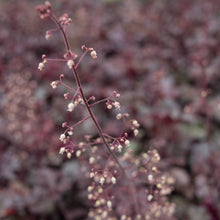 Load image into Gallery viewer, Heuchera Melting Fire