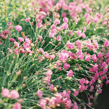 Load image into Gallery viewer, Dianthus 'Tiny Rubies'
