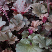 Load image into Gallery viewer, Heuchera Melting Fire