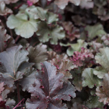 Load image into Gallery viewer, Heuchera Melting Fire