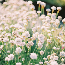 Load image into Gallery viewer, Armeria 'Alba'