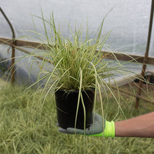 Load image into Gallery viewer, Evergold Striped Weeping Sedge