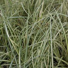 Load image into Gallery viewer, Evergold Striped Weeping Sedge