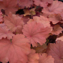 Load image into Gallery viewer, Heuchera ‘Rio’