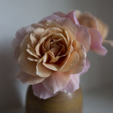 Load image into Gallery viewer, 'Distant Drums' Rose (Bare Root)