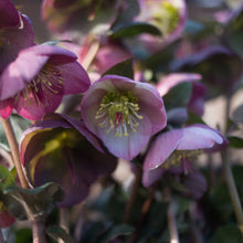Load image into Gallery viewer, Helleborus Frostkiss® Sally's Shell