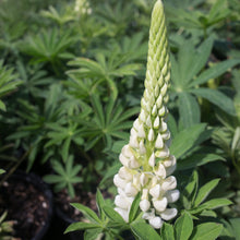Load image into Gallery viewer, Lupine Popsicle Mix