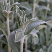 Load image into Gallery viewer, Silver Carpet Lamb's Ear