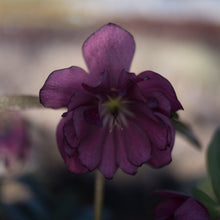 Load image into Gallery viewer, Helleborus Winter Jewels® Red Sapphire