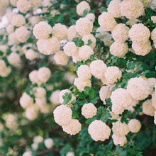 Load image into Gallery viewer, Snowball Bush Viburnum