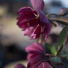 Load image into Gallery viewer, Helleborus Winter Jewels® Red Sapphire