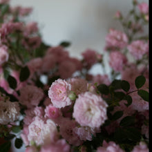 Load image into Gallery viewer, The Fairy Rose