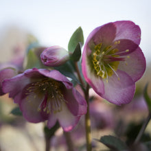 Load image into Gallery viewer, Helleborus Frostkiss® Sally's Shell