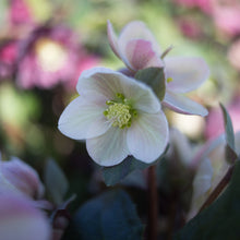 Load image into Gallery viewer, Helleborus HGC® Pink Frost