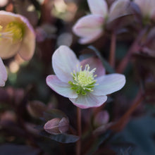 Load image into Gallery viewer, Pink Frost Helleborus