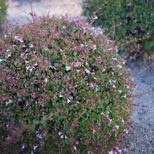 Load image into Gallery viewer, Pink Abelia