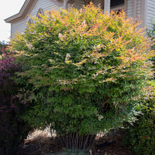 Load image into Gallery viewer, Heavenly Bamboo