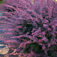Load image into Gallery viewer, Barberry 'Rosy Glow'