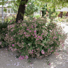 Load image into Gallery viewer, Spirea 'Anthony Waterer'