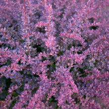 Load image into Gallery viewer, Barberry 'Rosy Glow'