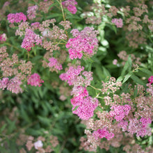 Load image into Gallery viewer, Spirea 'Anthony Waterer'