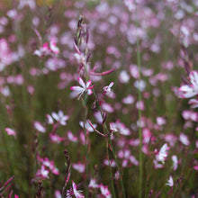 Load image into Gallery viewer, Gaura 'Little Janie'