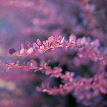 Load image into Gallery viewer, Barberry 'Rosy Glow'
