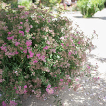 Load image into Gallery viewer, Spirea 'Anthony Waterer'