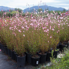 Load image into Gallery viewer, Gaura 'Little Janie'