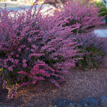 Load image into Gallery viewer, Barberry 'Rosy Glow'