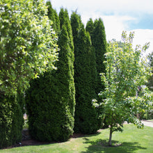 Load image into Gallery viewer, Emerald Green Arborvitae