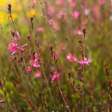 Load image into Gallery viewer, Gaura Belleza™ Dark Pink