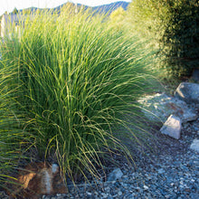 Load image into Gallery viewer, Maiden Grass ‘Gracillimus’