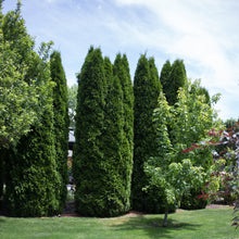 Load image into Gallery viewer, Emerald Green Arborvitae