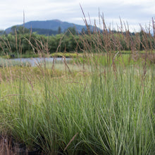 Load image into Gallery viewer, Feather Reed Overdam