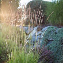 Load image into Gallery viewer, Feather Reed Grass 'Karl Foerster'