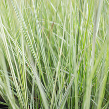 Load image into Gallery viewer, Feather Reed Grass 'Avalanche'