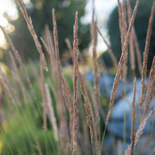 Load image into Gallery viewer, Feather Reed Grass 'Karl Foerster'