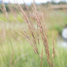 Load image into Gallery viewer, Feather Reed Overdam